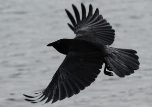 Crow