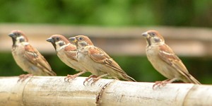 Eurasian_Tree_Sparrow 11