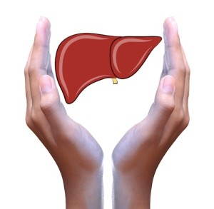 Liver