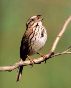 song_sparrow-from-pet-care-tips