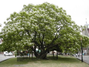 The catalpa tree blooms for seven days once a year. Poet John Ciardi wrote that the tree was messy nuisance, but how he waited for the miracle of those seven days.