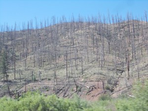 result-of-forest-fire-near-deckers